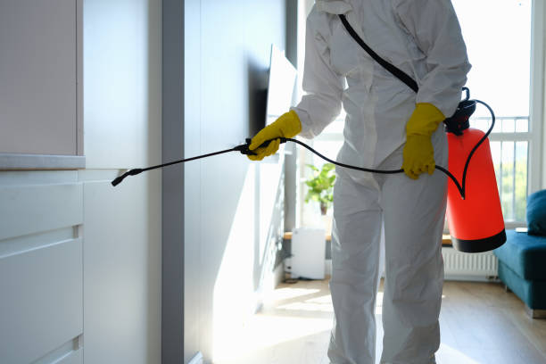 Office Mold Removal Services in Cokato, MN
