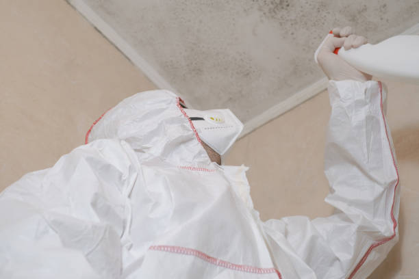 Certified Mold Removal in Cokato, MN