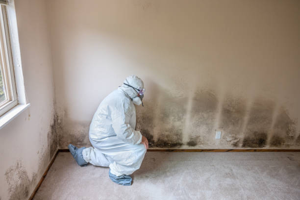 Best Certified Mold Removal  in Cokato, MN