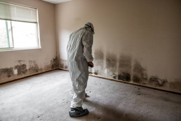 Best Crawl Space Mold Removal  in Cokato, MN